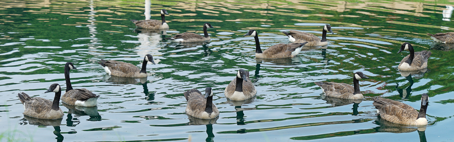 swimming geese at Wythe Creek apartments in Poquoson VA